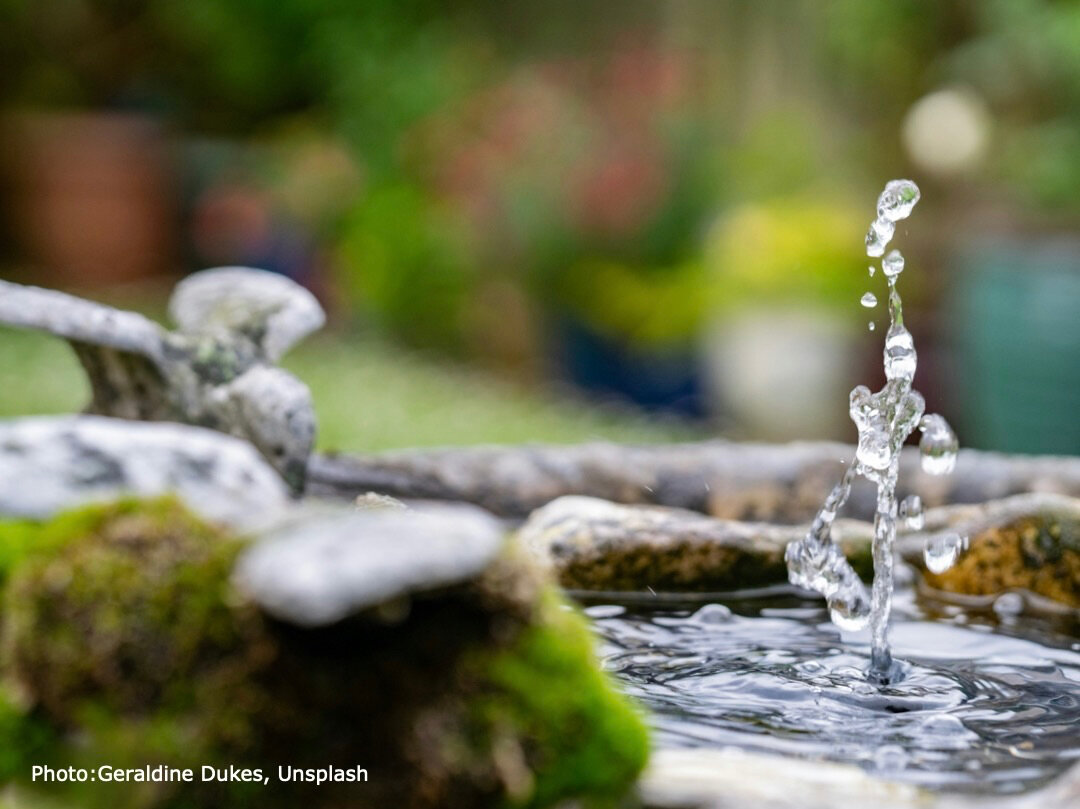 picture of a water droplet splashing in a pond